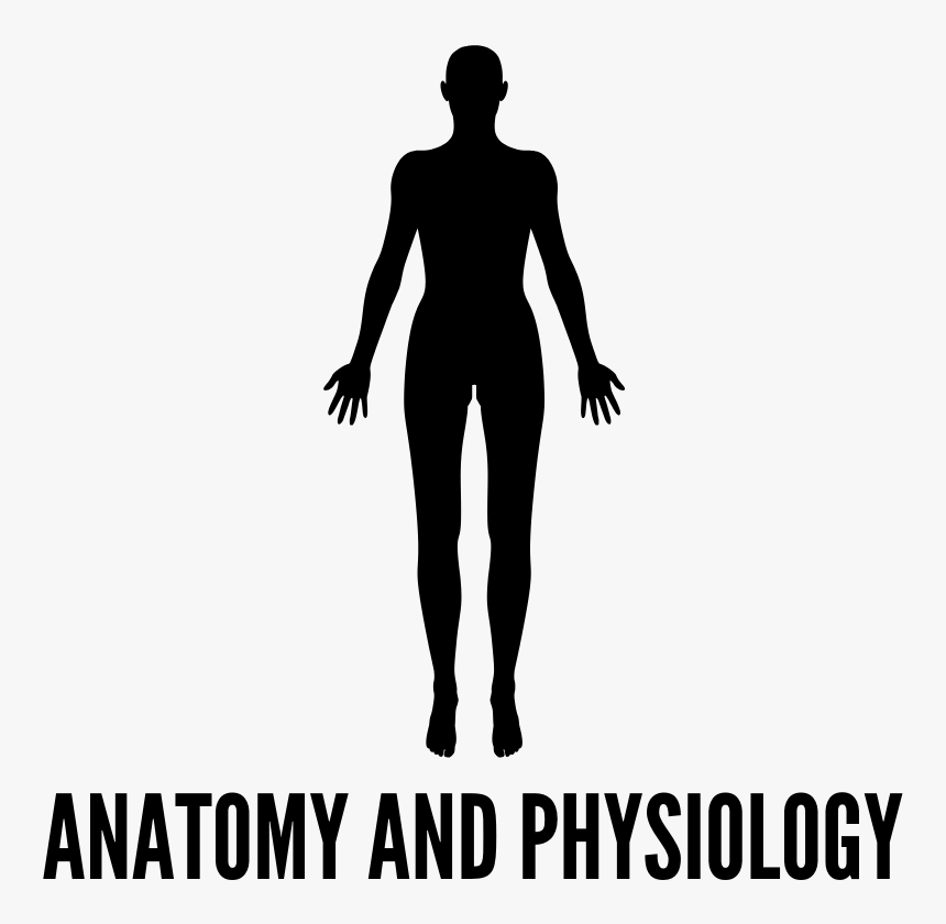 Anatomyandphysiologyicon - Silhouette, HD Png Download