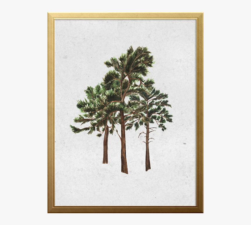 West Coast Forest Art Print - Mexican Pinyon, HD Png Download