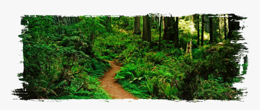 Knights Of The Realm Adventure Log Obsidian - Vườn Quốc Gia Ở Phú Quốc, HD Png Download