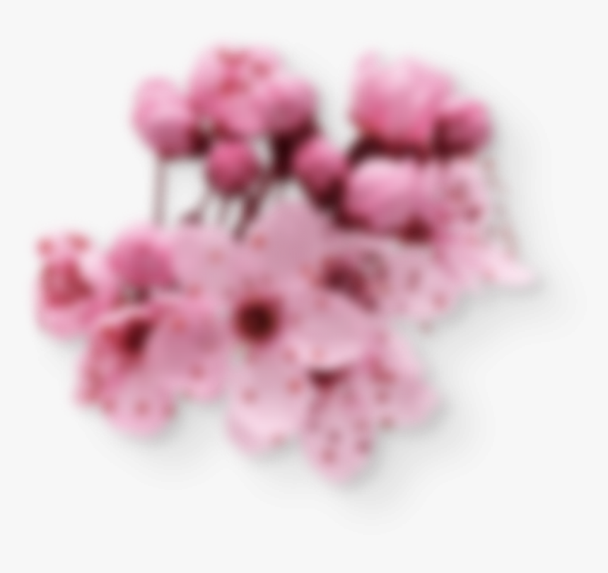 Cherry Blossom, HD Png Download
