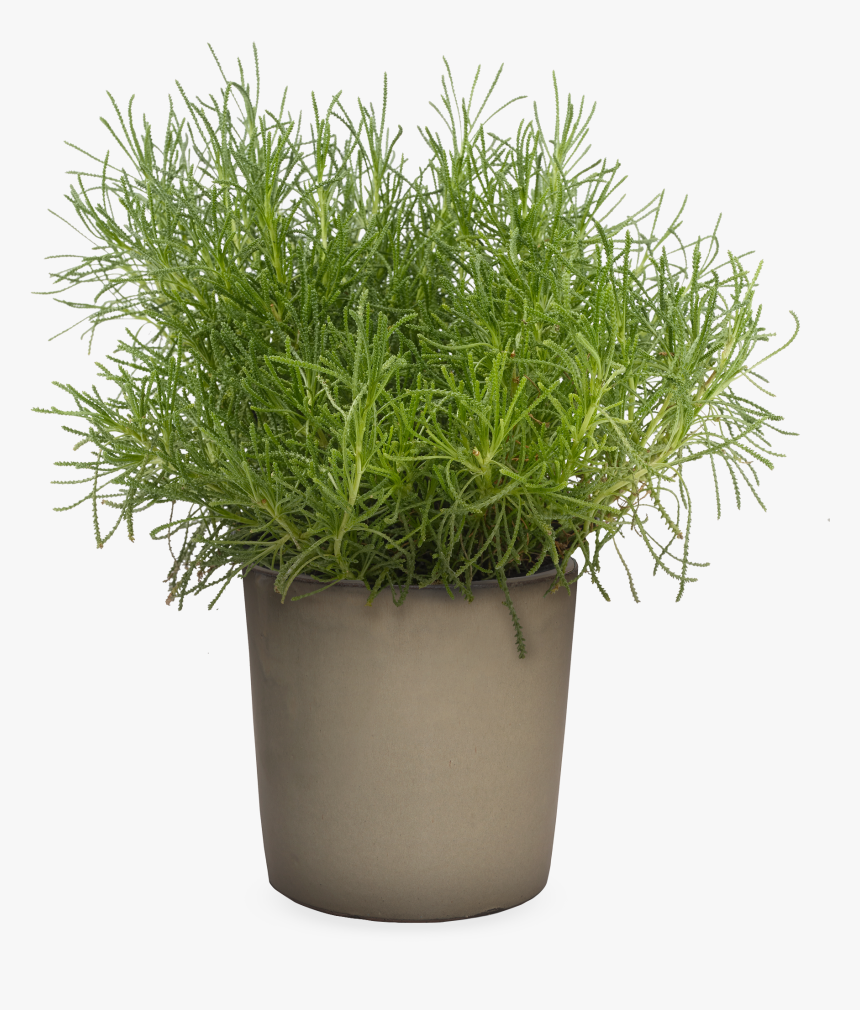 Wild Grass Png , Png Download - Santolina Green In A Pot, Transparent Png