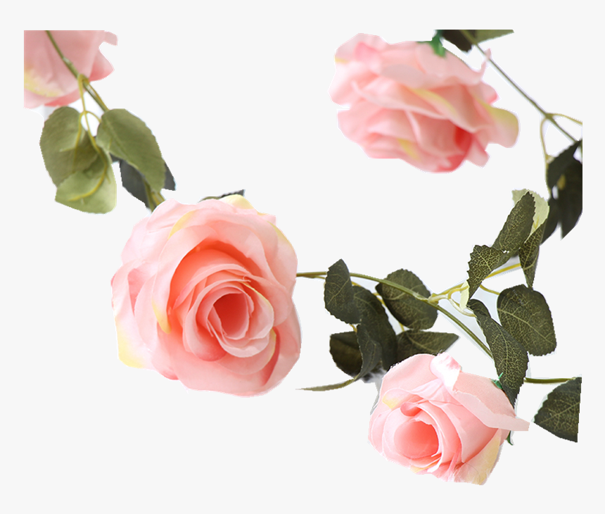 Garden Roses, HD Png Download