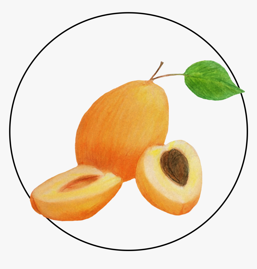 Attribute Motif Apricot, HD Png Download
