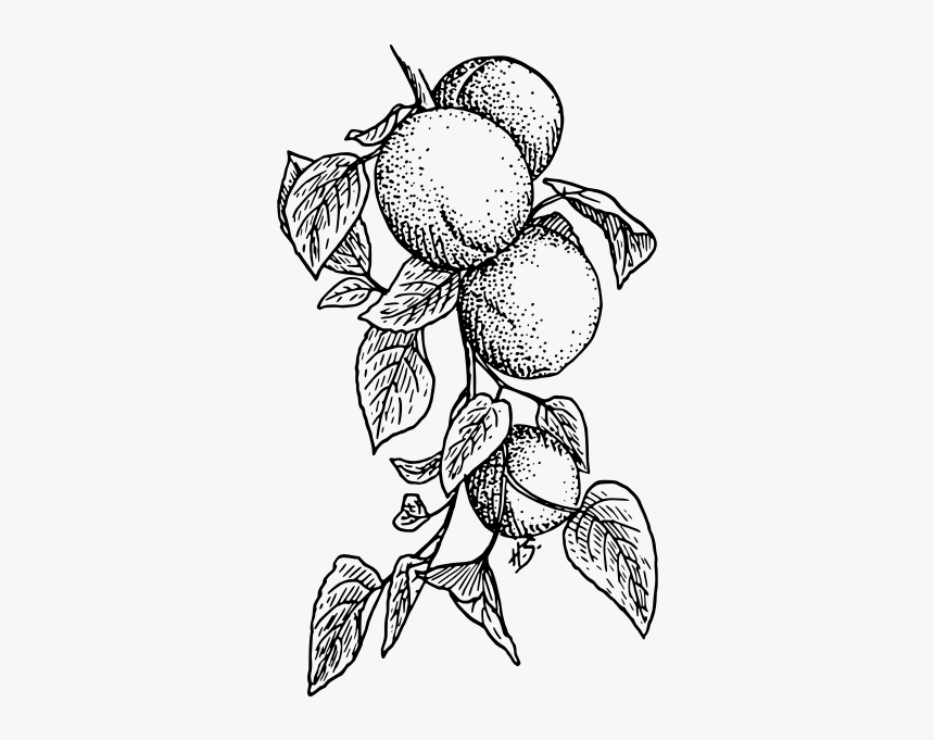 Apricot - Black And White Peach Tree, HD Png Download