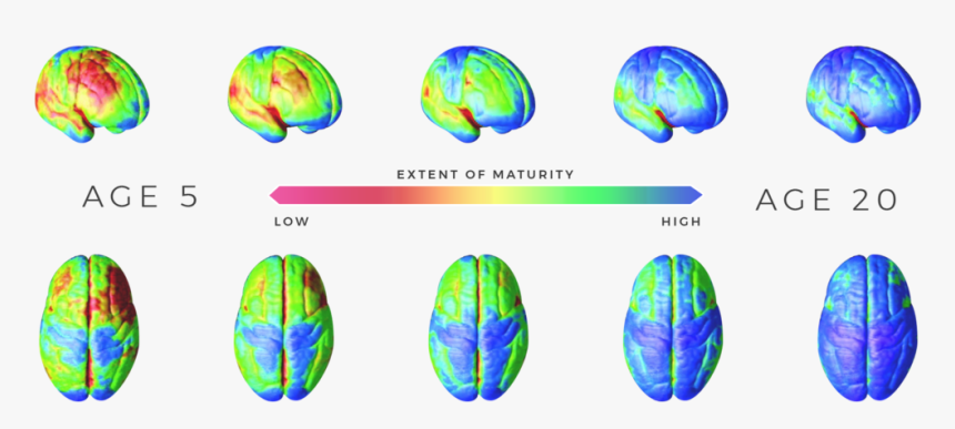 Extent Of Maturity - Adolescent Brain Development, HD Png Download