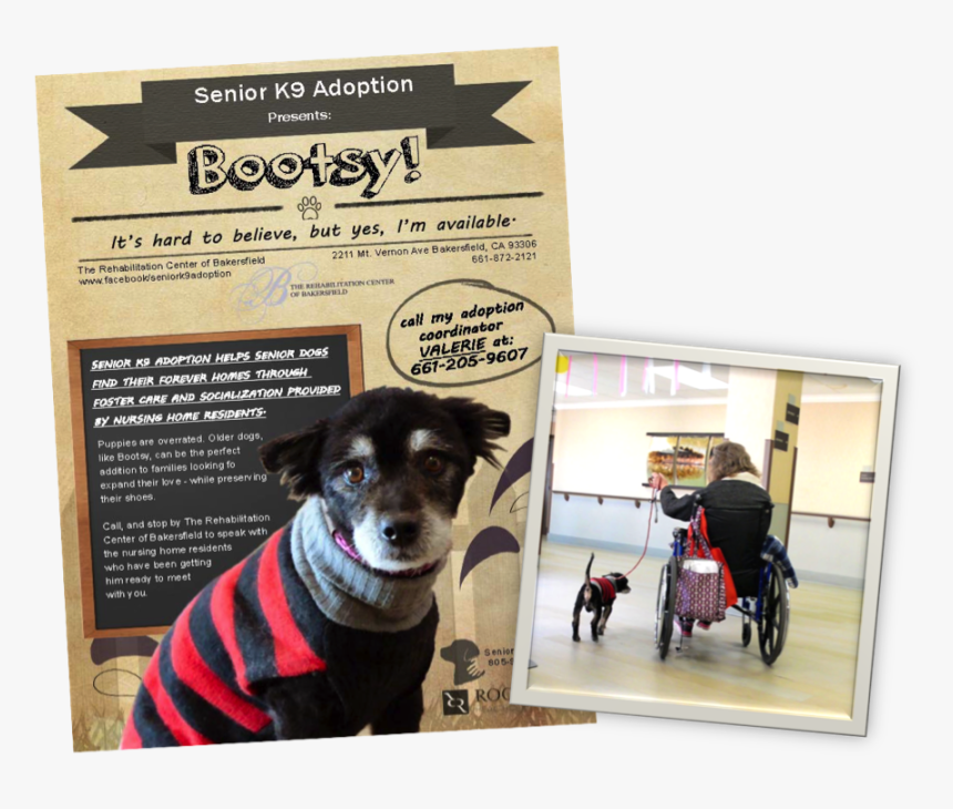 Companion Dog, HD Png Download