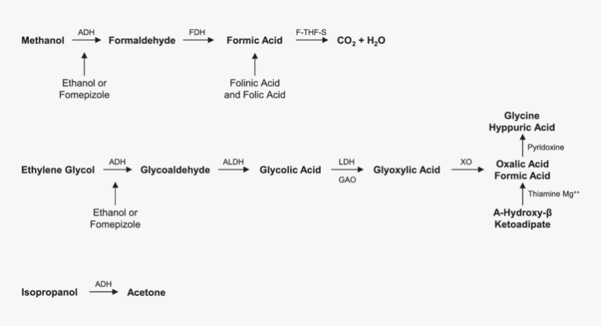Alcohol Mechanism Of Action, HD Png Download