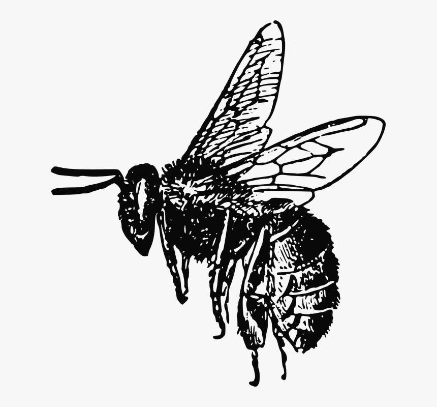Realistic Bee Clip Art Black And White, HD Png Download