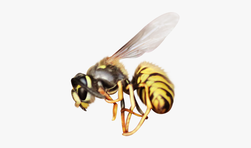#mq #bee #insect #flying #animal #animals - Honeybee, HD Png Download