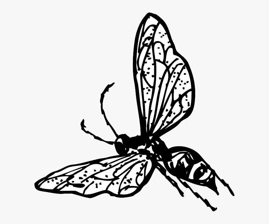Outline, Drawing, Bee, Bug, Fly, Wasp, Insect, Coloring - Wasp Clip Art, HD Png Download