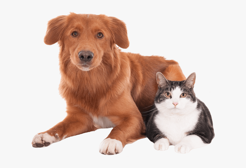 Dog And Cat - Mascota Veterinaria Png, Transparent Png