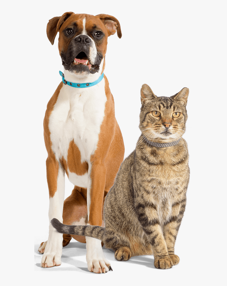Boxer, HD Png Download
