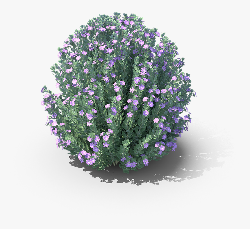 Alpine Forget-me-not, HD Png Download