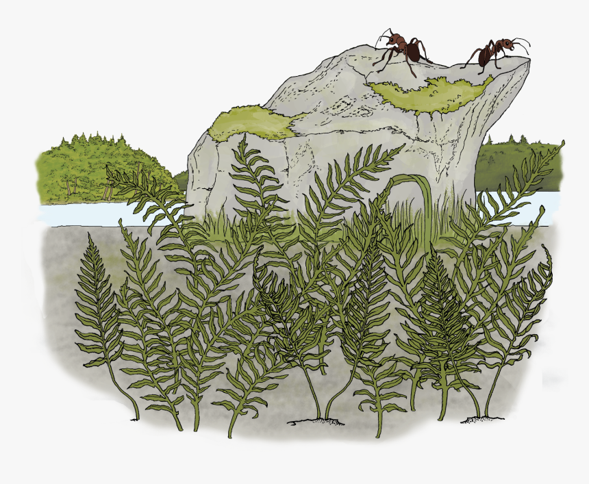 Illustration, HD Png Download