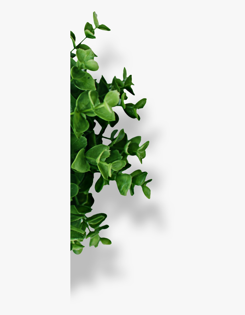 Houseplant, HD Png Download