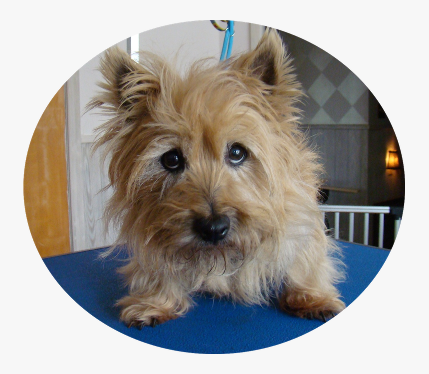 I Have Soulful Eyes I Will Love You With All My Heart - Australian Terrier, HD Png Download