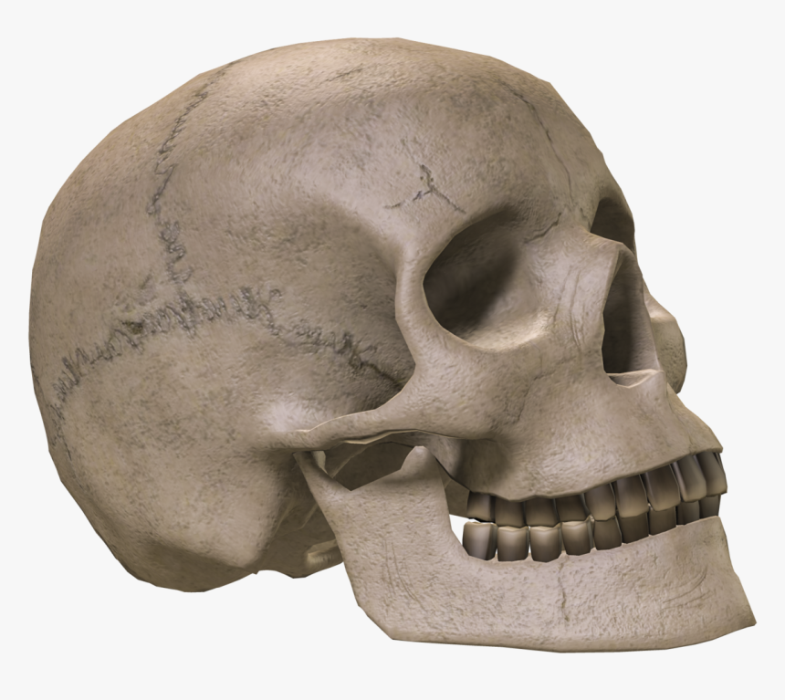 Skull Bone Skeleton - Skeleton Skull Transparent Background, HD Png Download