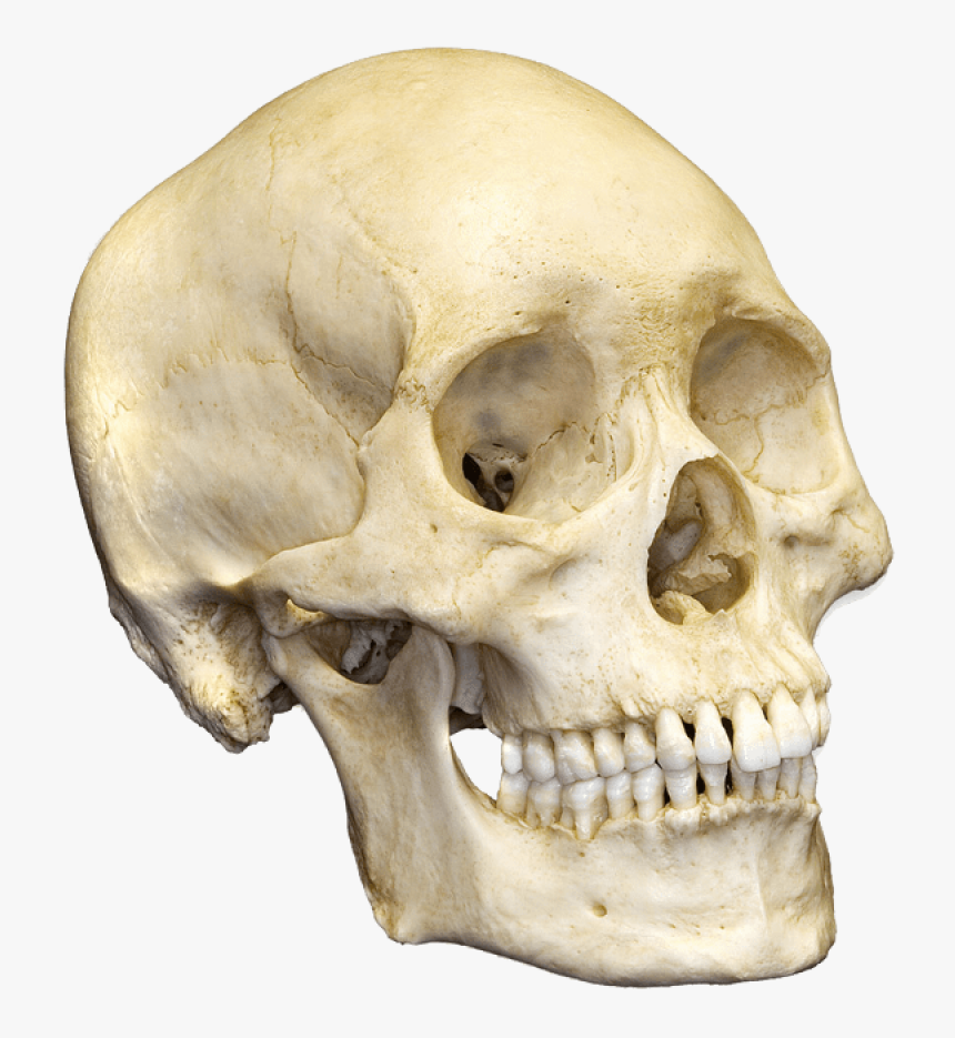 Skull Png Image - Micro And Macro Evolution Jpg, Transparent Png