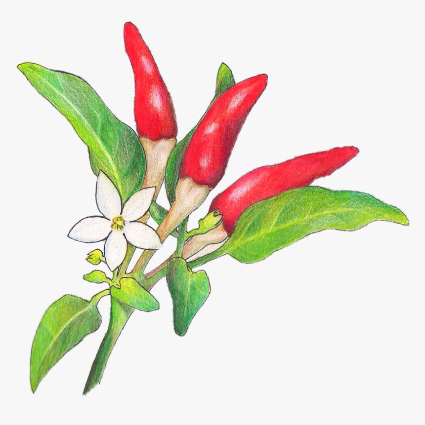 Chili Peppers - Bird's Eye Chili, HD Png Download