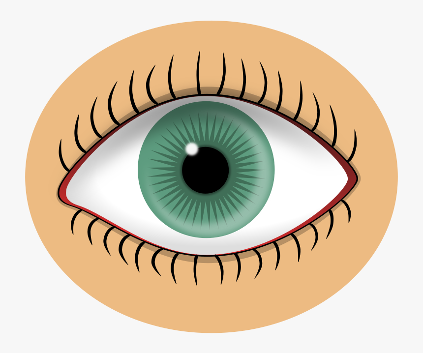 Blue Eye - Eyes Sense Organ Clipart, HD Png Download