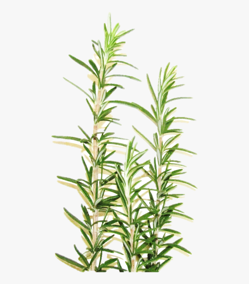Grass, HD Png Download