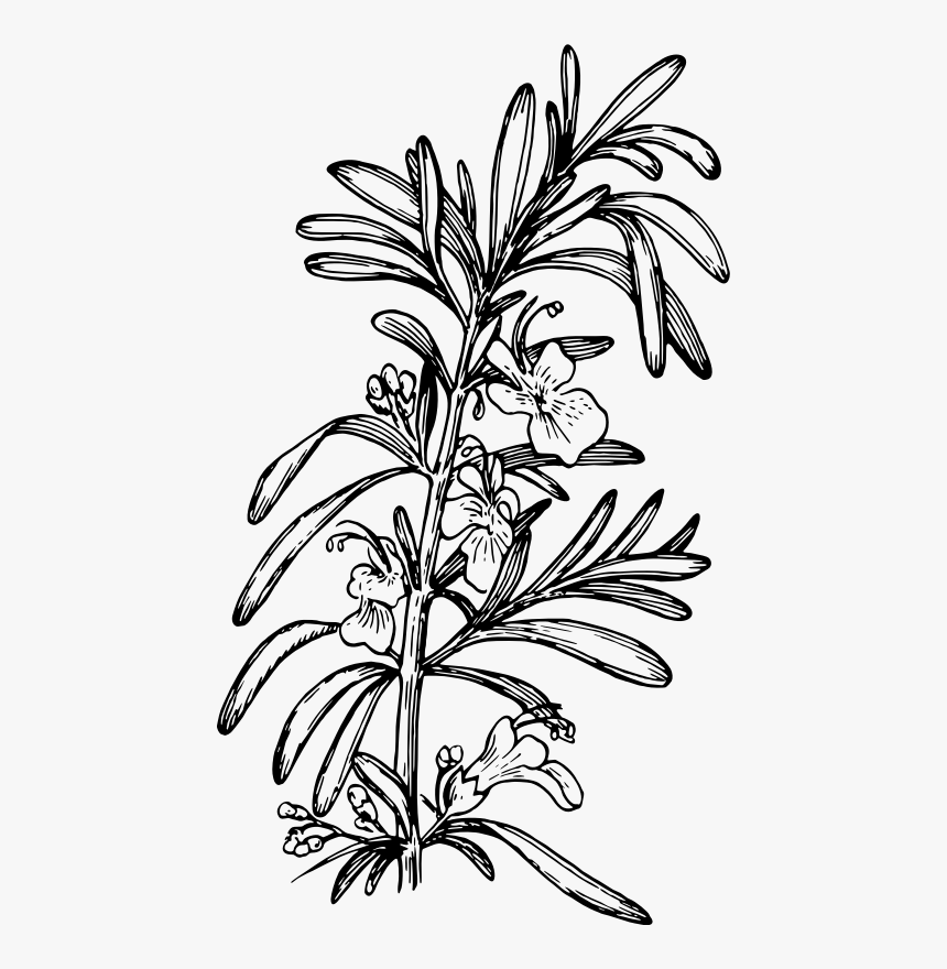 Rosemary - Rosemary Drawing Png, Transparent Png
