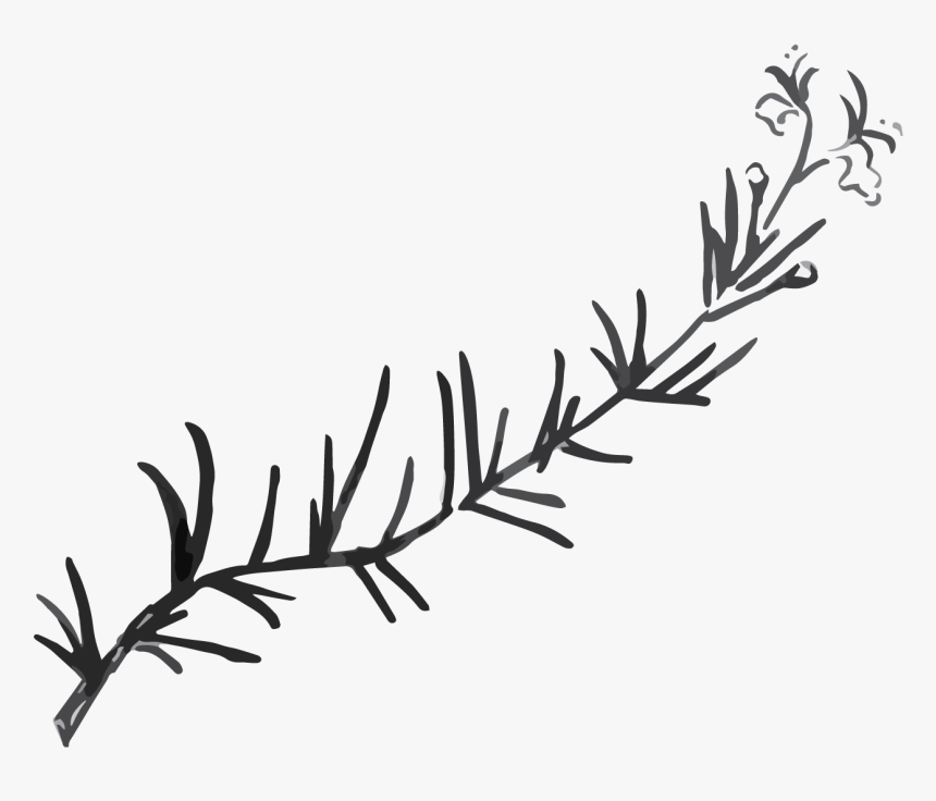 Rosemary Black And White Png, Transparent Png