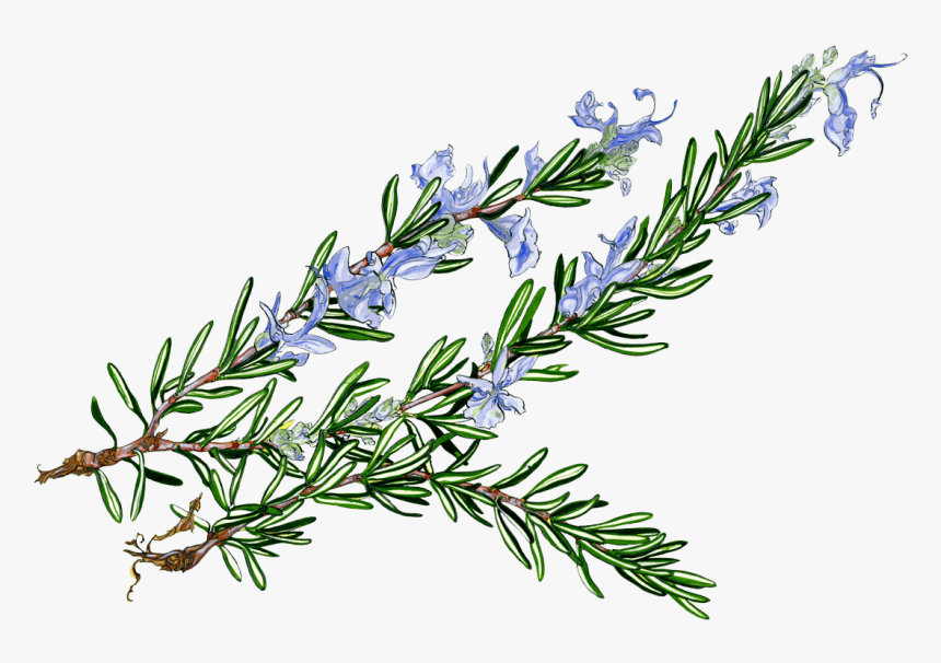 Julia Turshen S Now & Again - Rosemary Cartoon, HD Png Download