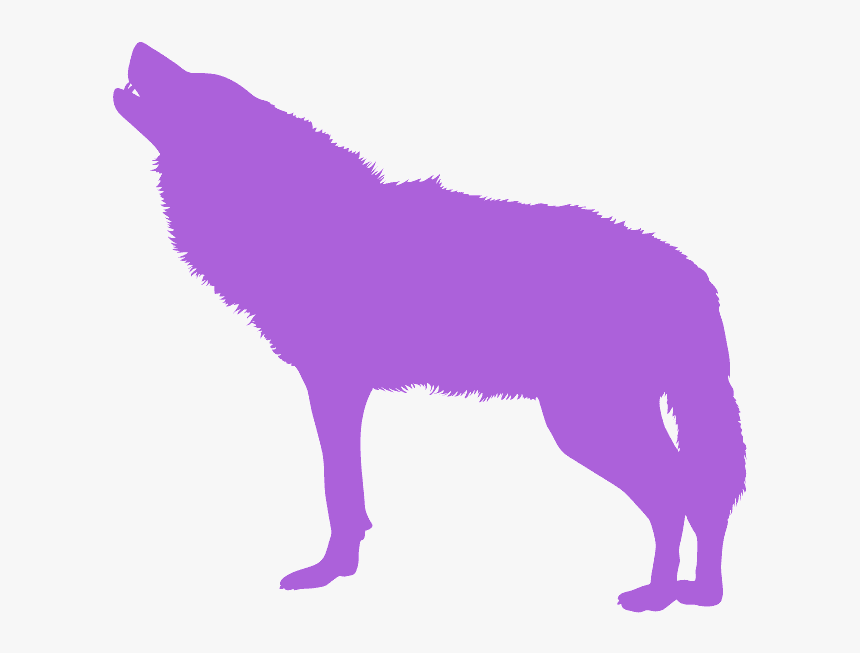 Schipperke, HD Png Download