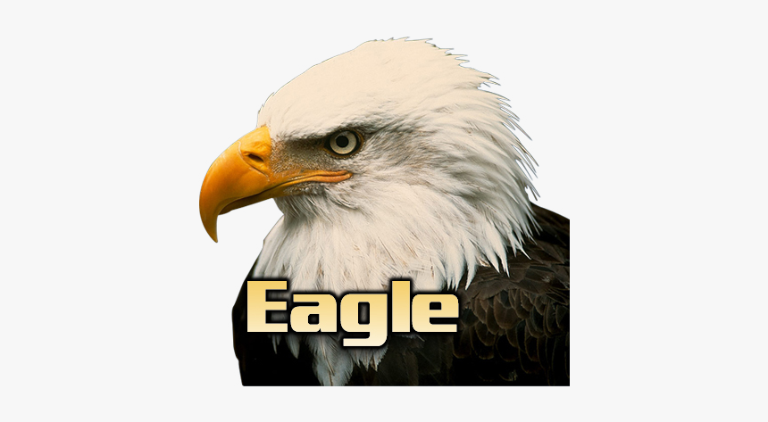 Eagle Head White Background, HD Png Download