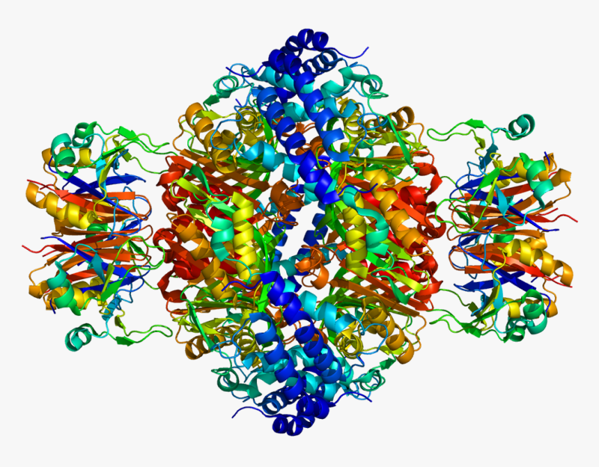 Protein Gchfr Pdb 1is7 - Visual Arts, HD Png Download