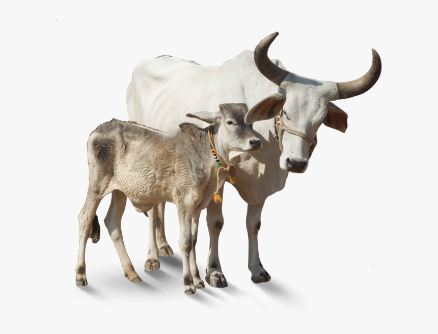 Indian Cow Image Png, Transparent Png