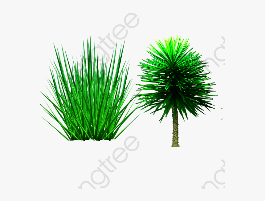 Shrub Png Palm Trees Plant Grass Transparent - Pond Pine, Png Download