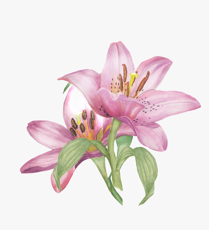 Watercolor Bouquet Png, Transparent Png