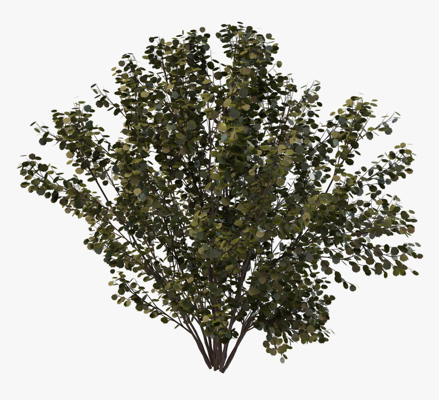 Drawing Bushes Creosote Bush - Oak, HD Png Download
