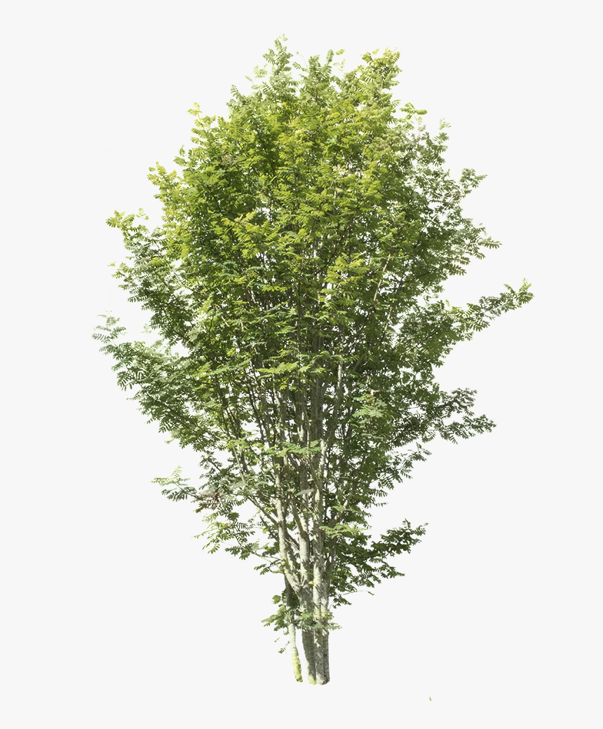 Apple Tree Without Fruit, HD Png Download , Transparent Png Image PNGitem