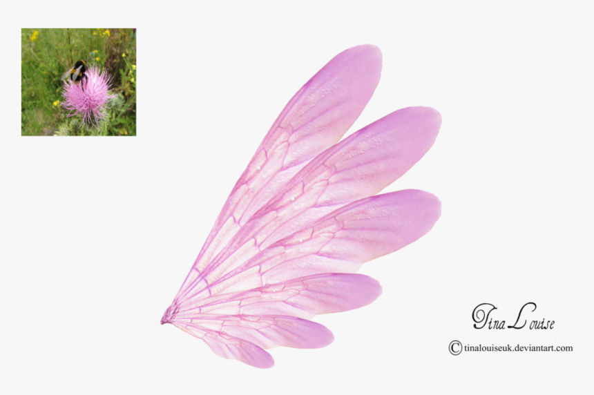 Pink Transparent Fairy Wings By Tinalouiseuk - Fairy Wings With Transparent Background, HD Png Download