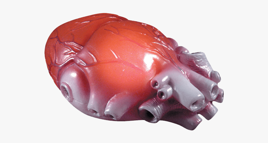Color Changing Realistic Heart - Parts Of Body, HD Png Download