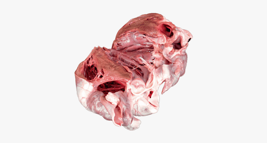Open Heart - Venison, HD Png Download