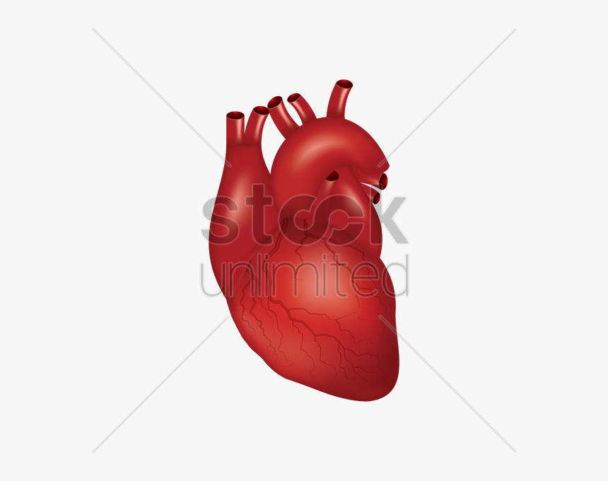 Human Heart Png - Cartoon, Transparent Png