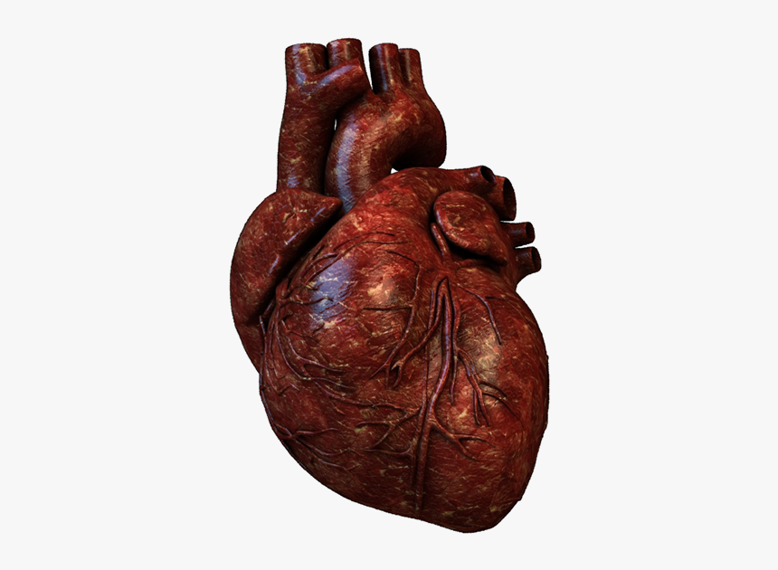 Portfolio - Human Heart, HD Png Download