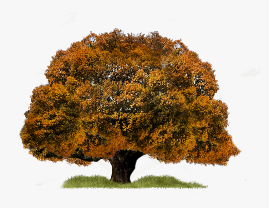 [​img], HD Png Download