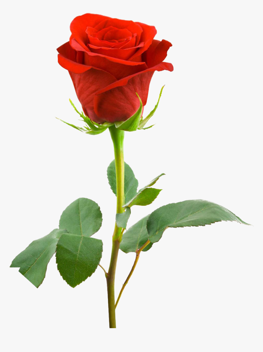 Single Red Rose Hd, HD Png Download