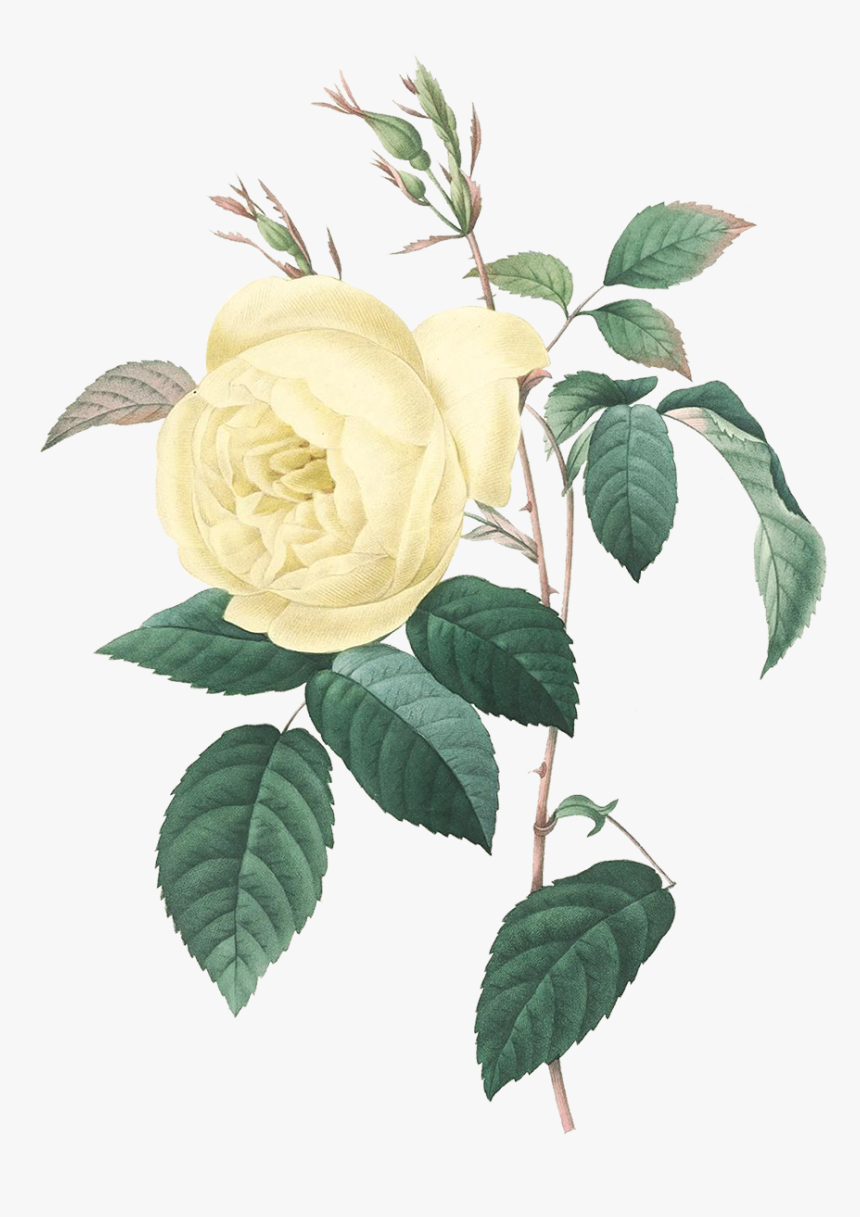 Yellow Vintage Rose Print, HD Png Download