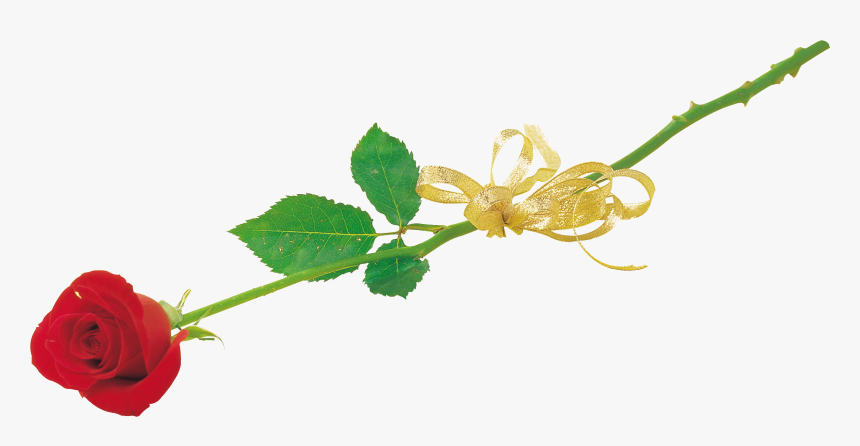 Rose Png - Floral Design, Transparent Png