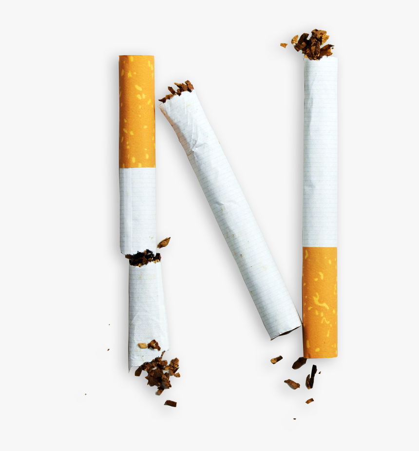 Bee, HD Png Download