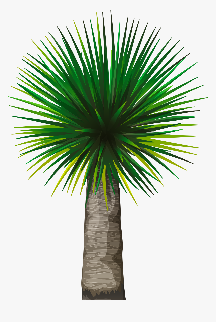 Dracaena, HD Png Download