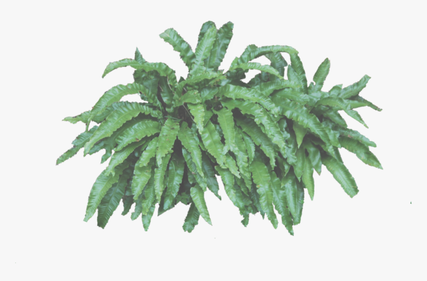 Fern Clipart Bush - Portable Network Graphics, HD Png Download