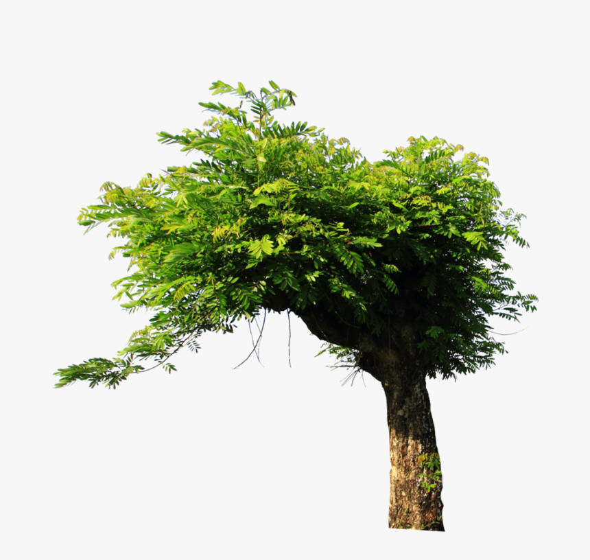Tree Png For Picsart , Png Download - Tree Stock Png, Transparent Png
