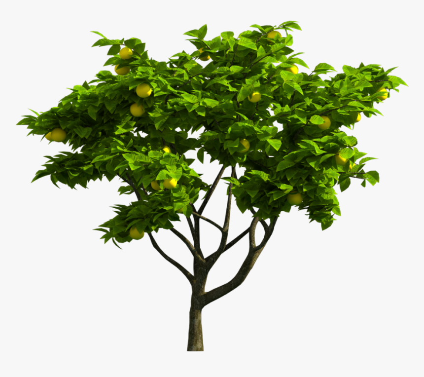 Tree Jpg, HD Png Download